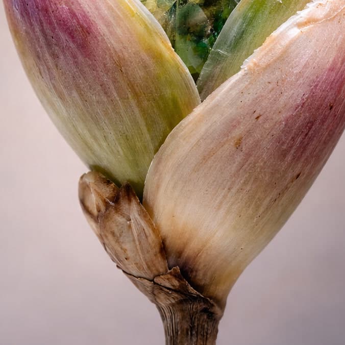 Chrysalis — detail 3