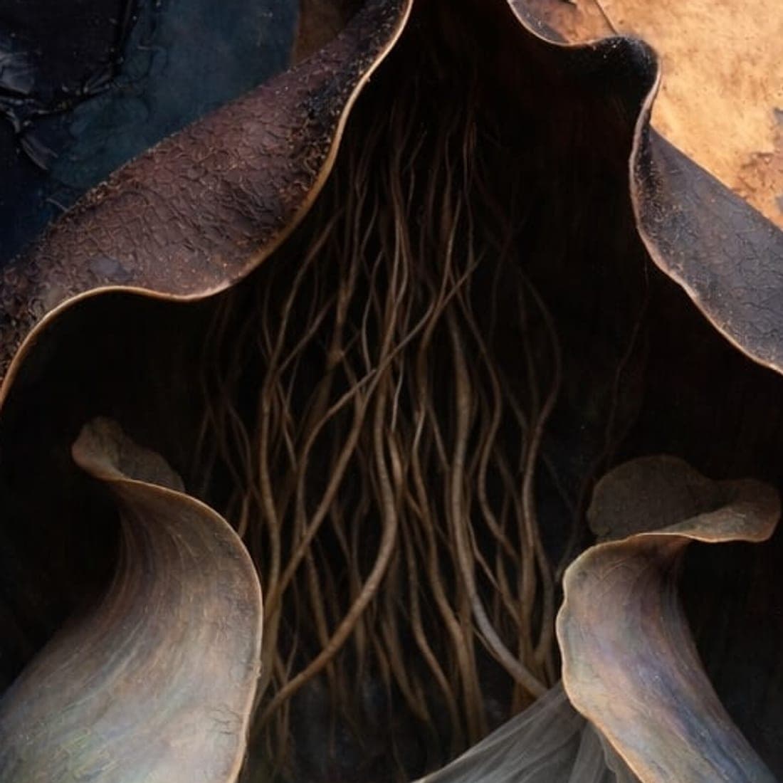 The Cradle — detail 1